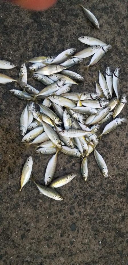 雨上がりのアジング