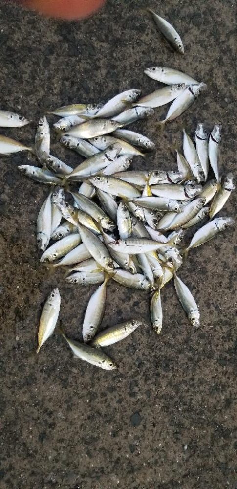 雨上がりのアジング