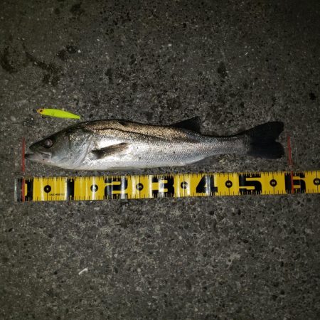 渋いねスズキさん！