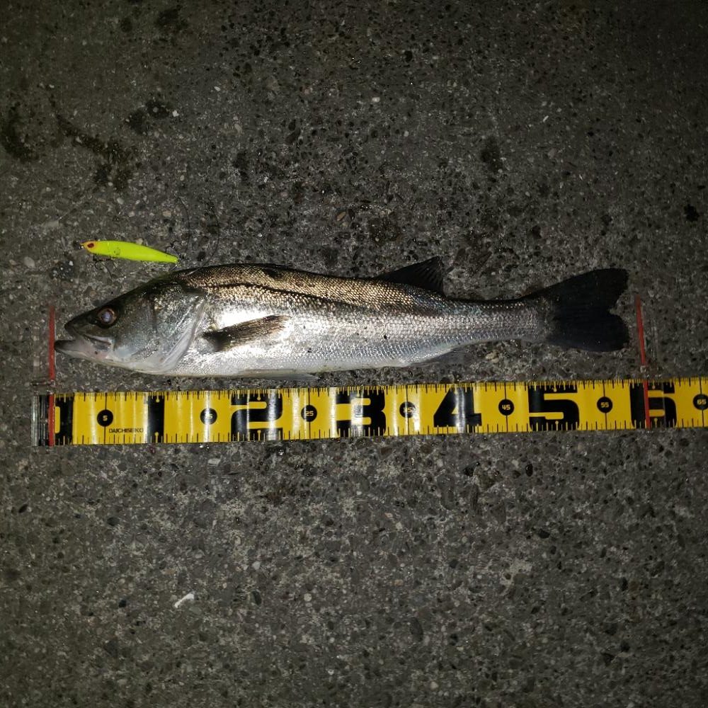 渋いねスズキさん！