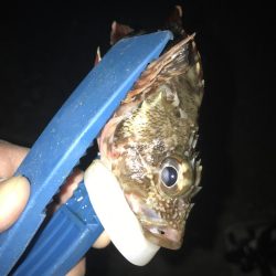 ブラクリ&イカ短冊でガシラ祭り