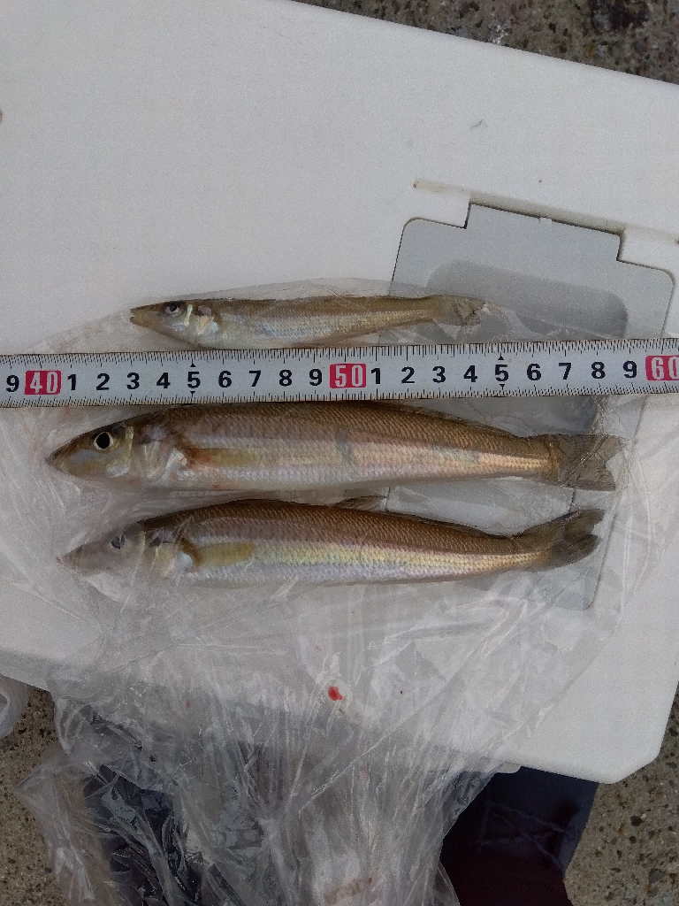 苅屋海岸の投げ釣り