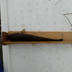 淀川ハゼ～伸び悩んで…