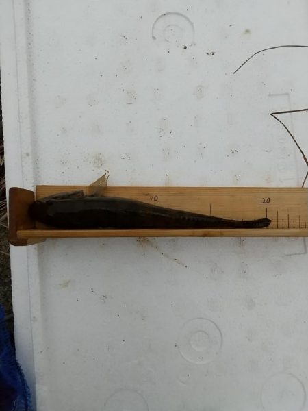 淀川ハゼ～伸び悩んで…