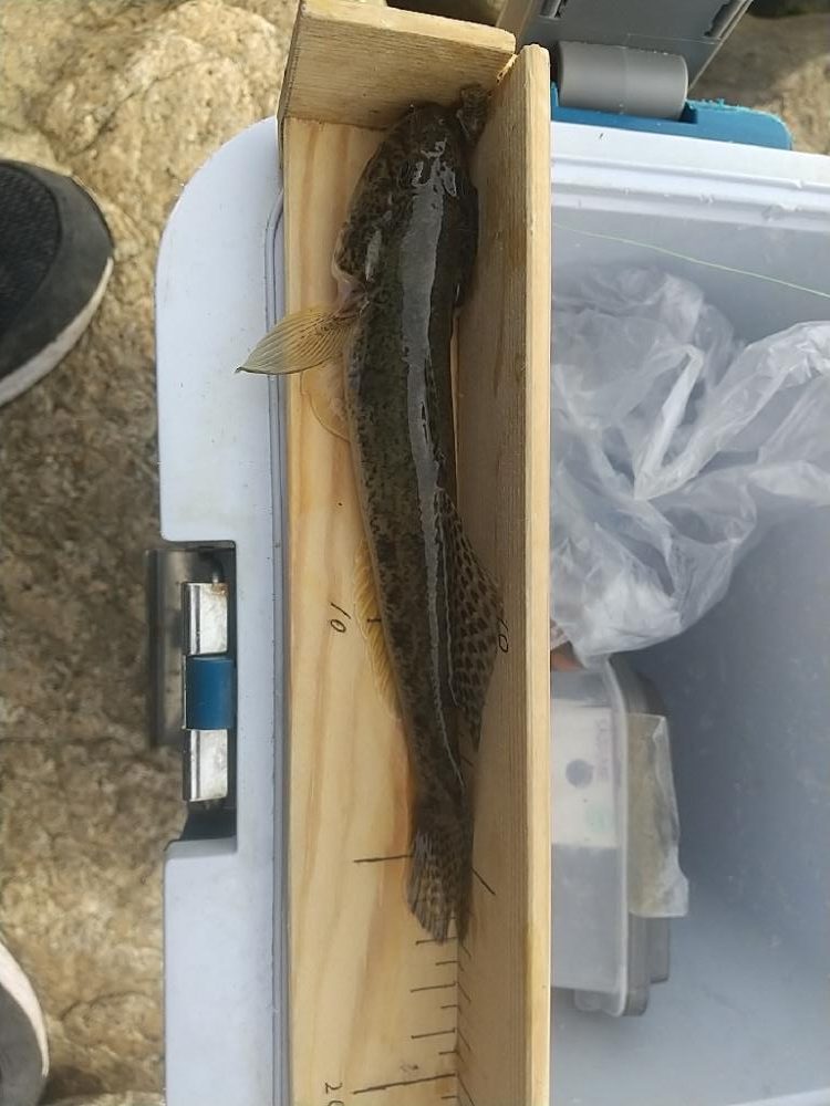 淀川ハゼ～20cmは釣れてるんだけどね…