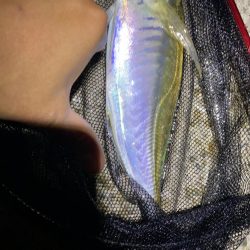 初尺アジは気持ち悪い