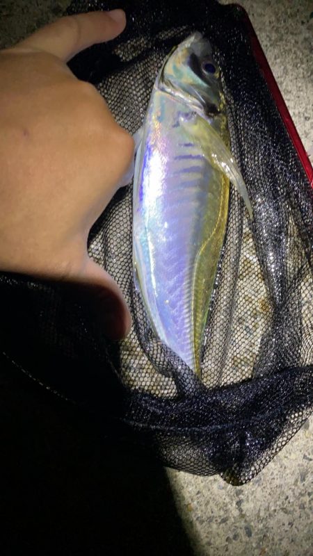 初尺アジは気持ち悪い