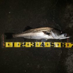 寒いねスズキさん