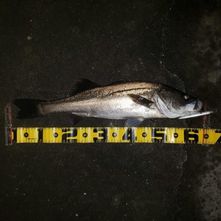 寒いねスズキさん