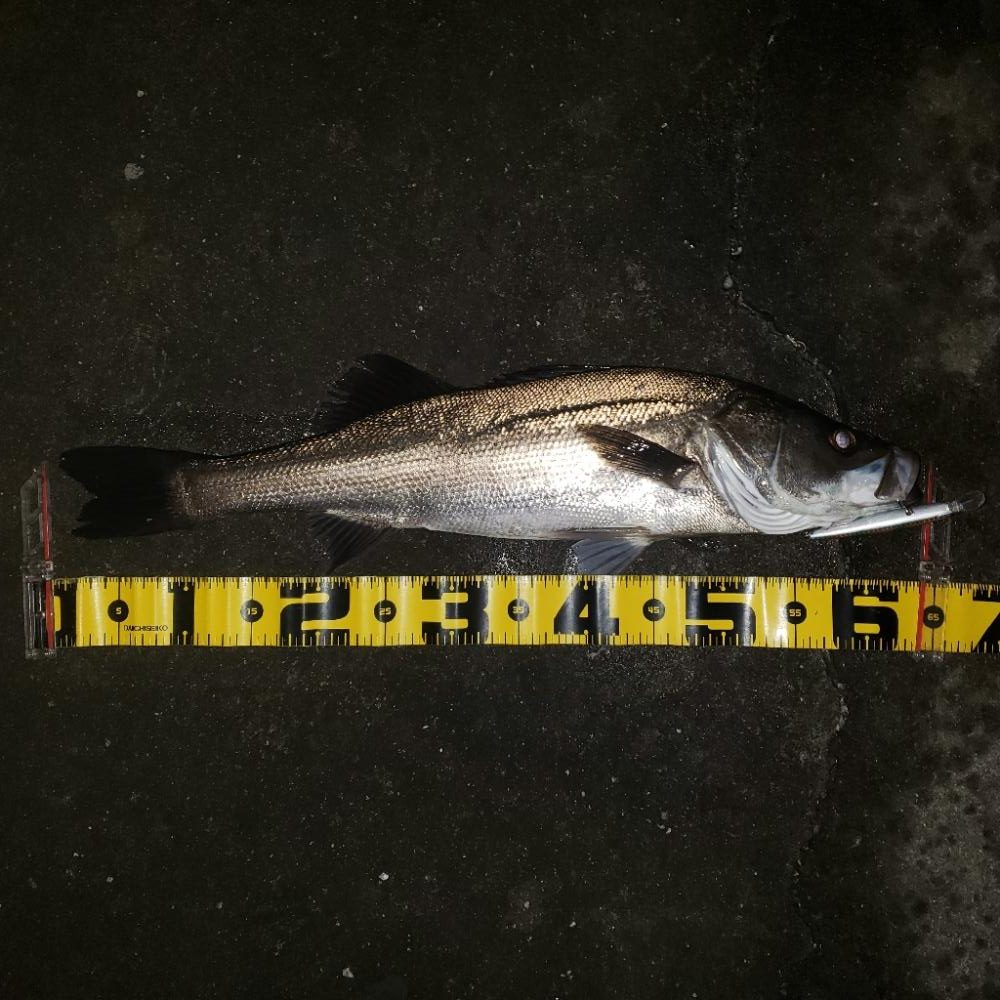 寒いねスズキさん