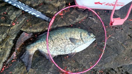 和歌山県釣連盟の俱楽部対抗に参加してきました