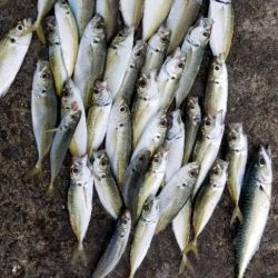 今季初アジングです。大漁！