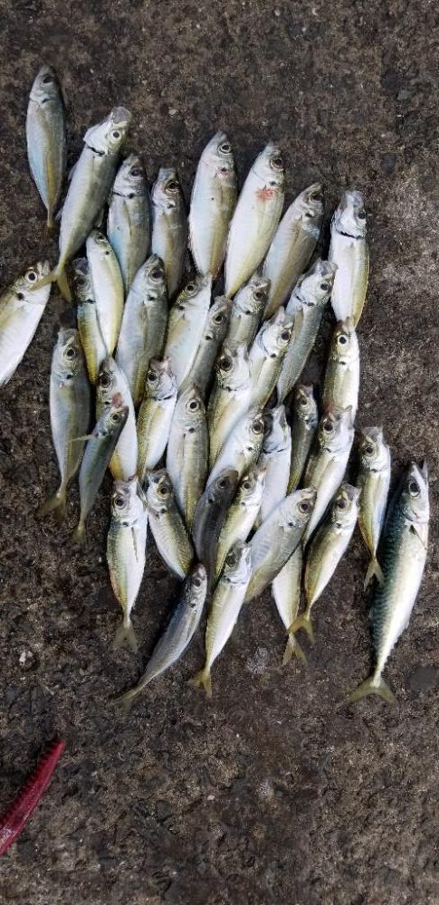 今季初アジングです。大漁！