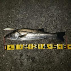 おはようスズキさん！