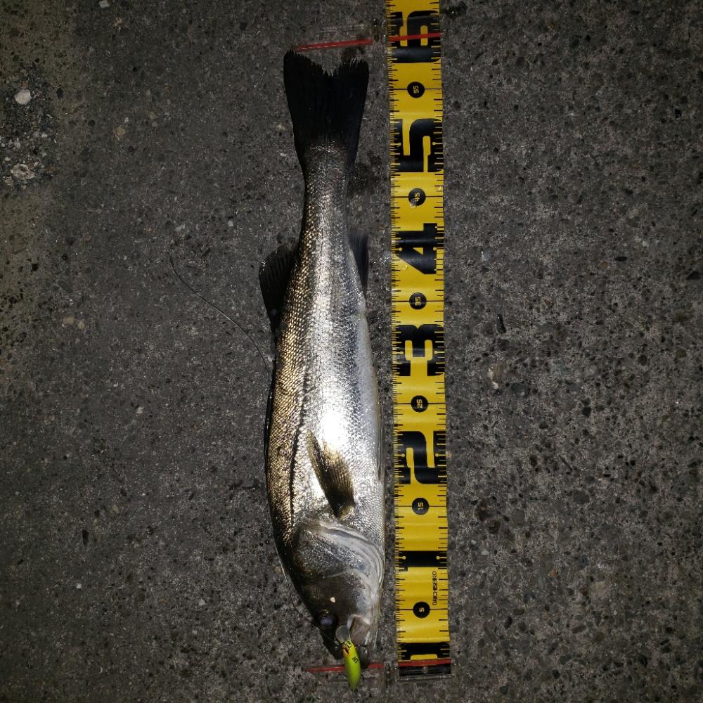 釣行360日目