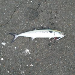 もう少し近ければ…