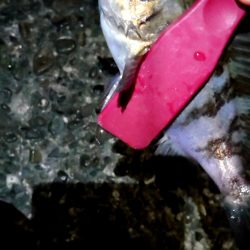 イブにメバルに会いに行きましょう