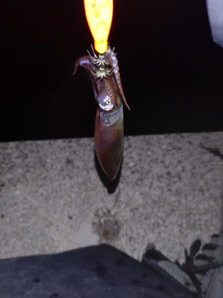 ヒイカエギング