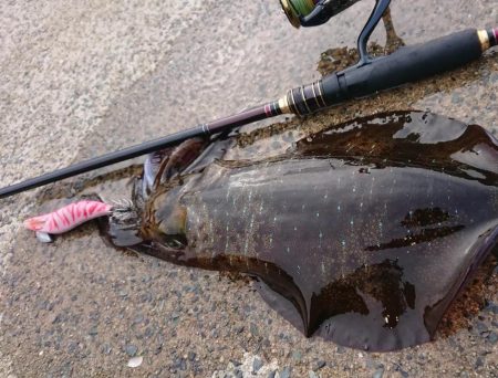 釣り納めエギングIN対馬