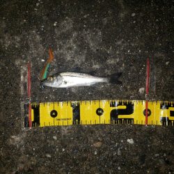 鬼渋だねスズキさん!