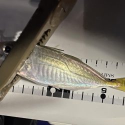 ジグ単deアジング♪爆風後終盤の逆襲！