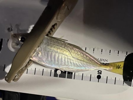 ジグ単deアジング♪爆風後終盤の逆襲！