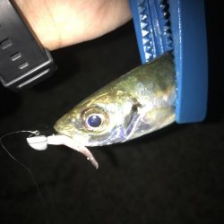 ナイトアジング絶好調