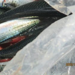 サバ　クーラー満タン(^_-)-☆　スルメも5杯