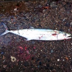 3週間ぶりのサゴシ