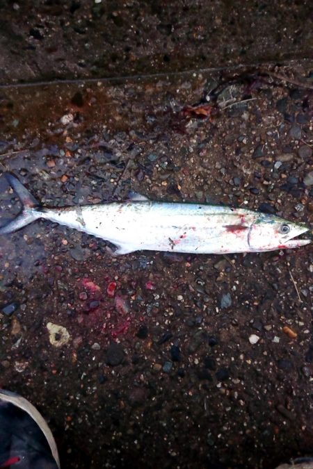 3週間ぶりのサゴシ