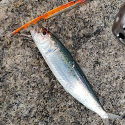 寒ブリ狙いがマイワシ狙い!?