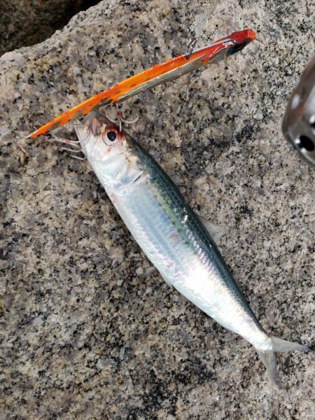 寒ブリ狙いがマイワシ狙い！？