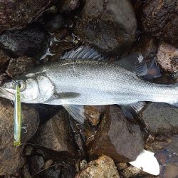 アジング~シーバス