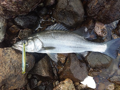 アジング~シーバス