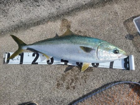 ブリまであと一歩