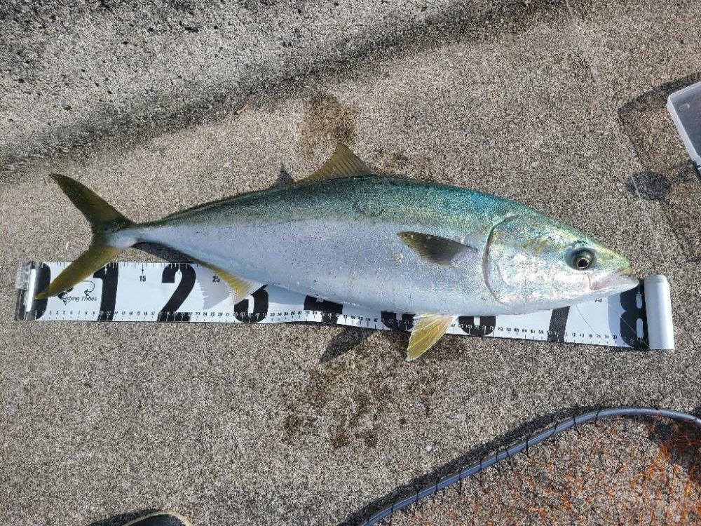 ブリまであと一歩