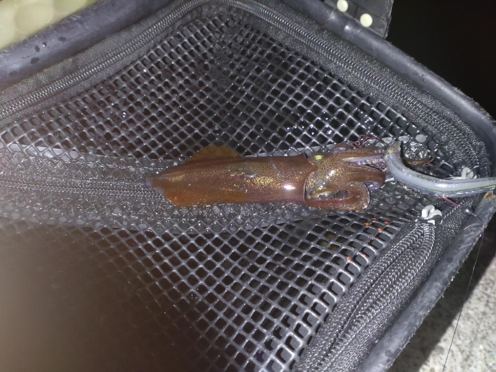 一段と冷え込んできたのでヒイカ