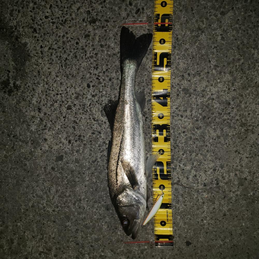 朝練釣行