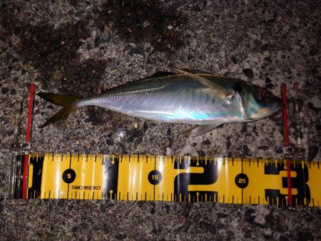 多分…今年最後のカゴ釣り