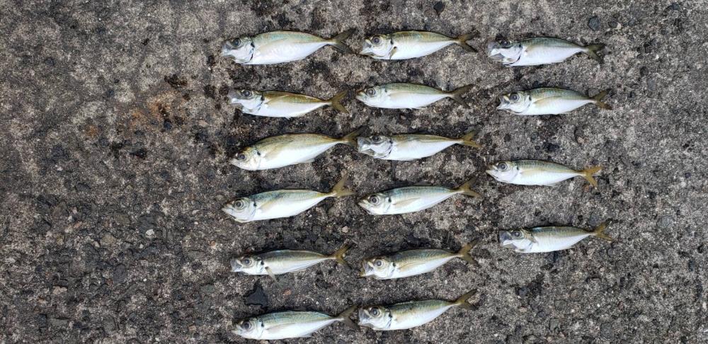 アジ探し@淡路島