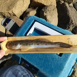 淀川ハゼ～21.5cm今期タイ