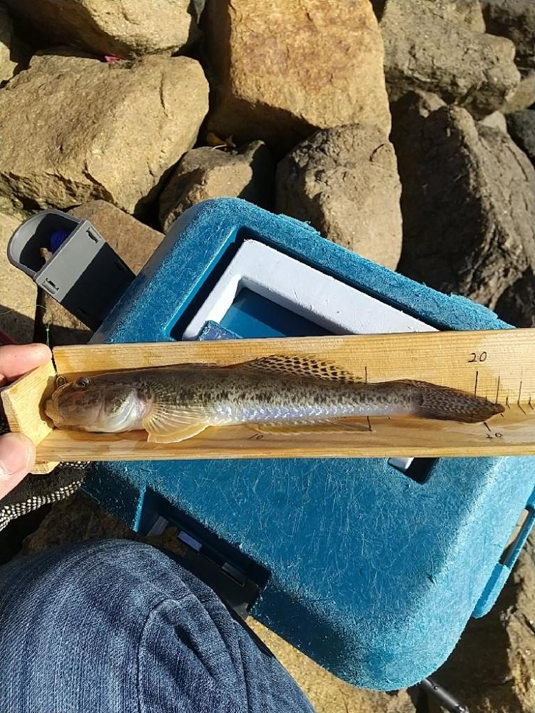 淀川ハゼ～21.5cm今期タイ