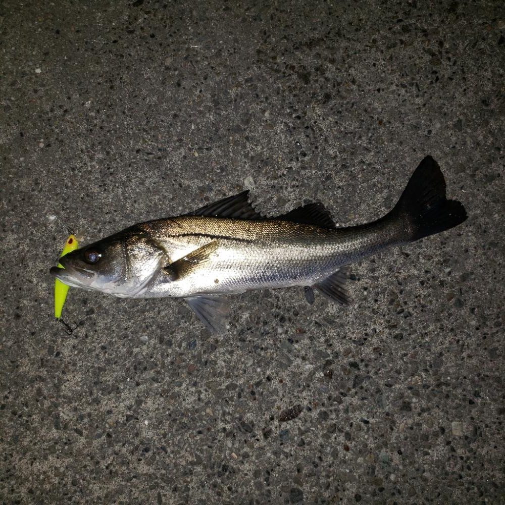 激渋だねスズキさん！