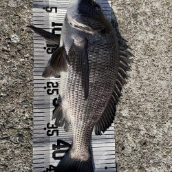 イチノ兄弟（兄）釣果！