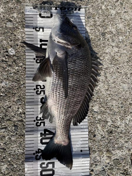 イチノ兄弟（兄）釣果！