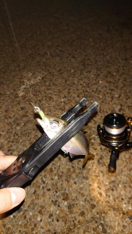 ラインのテスト釣行