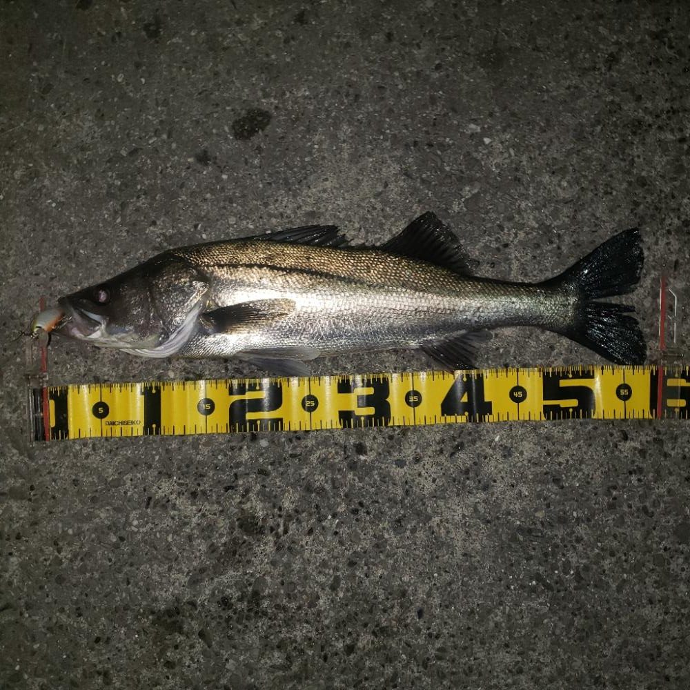 スズキさん、いますか？