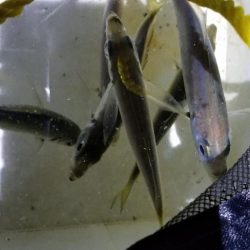 ナイトアジング