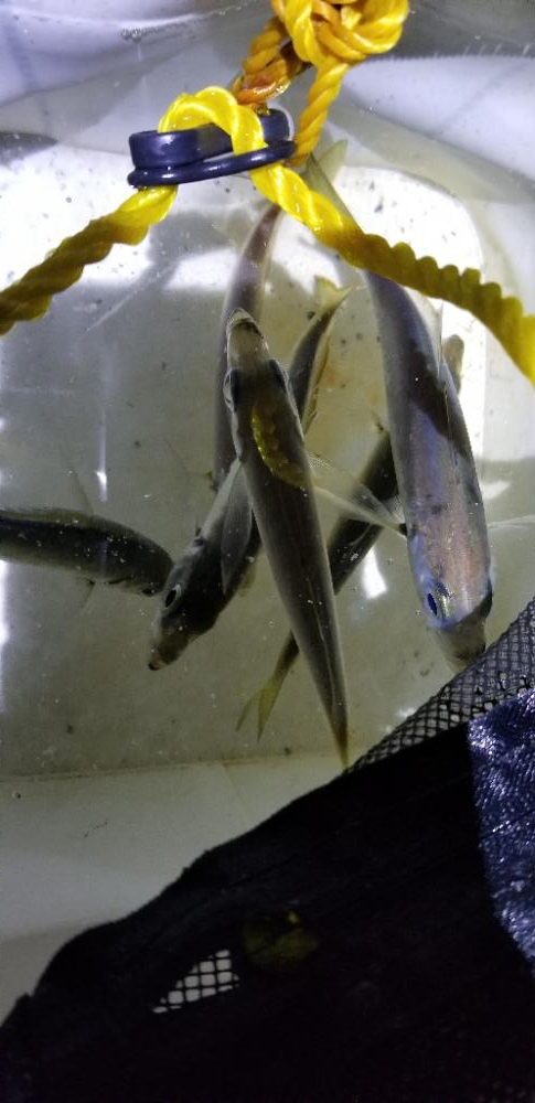 ナイトアジング