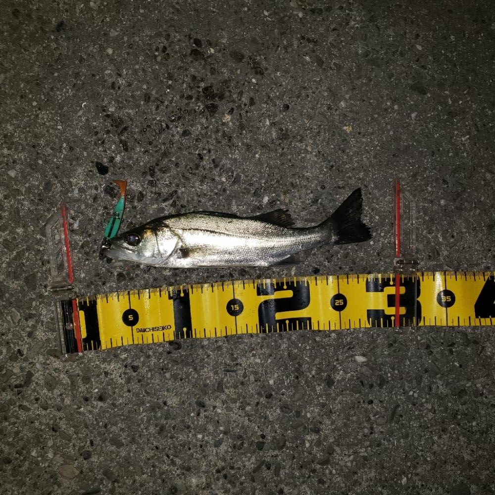 超渋だねスズキさん!